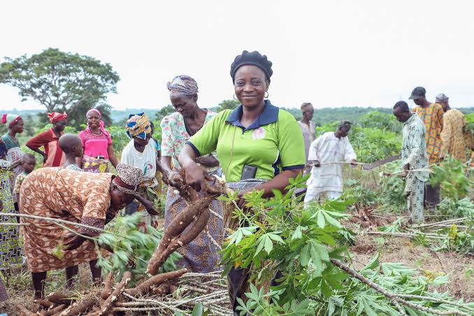 Cassava Farmers in Teso Decry Low Prices.