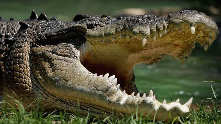 Crocodile Attack Claims Fisherman’s Life on Lake Albert