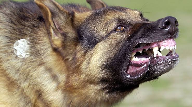 Soroti Residents in Fear Over Rampant Dog Bites