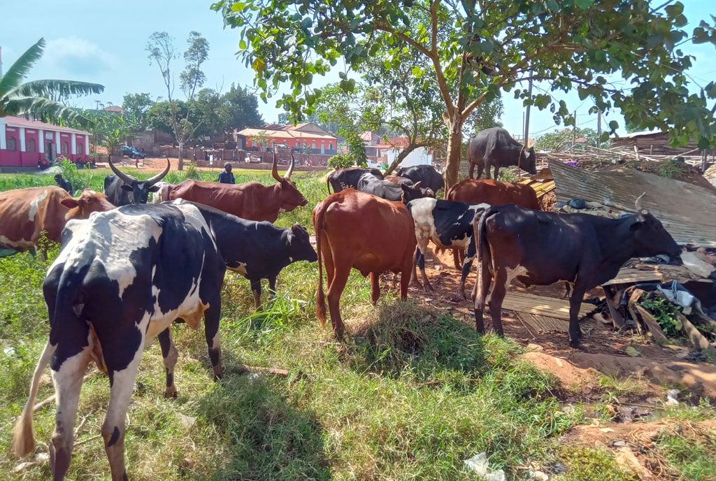 Police Hunts for Thugs Terrorizing Livestock Farmers in Wakiso